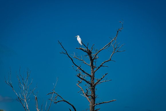 Heron in Tree