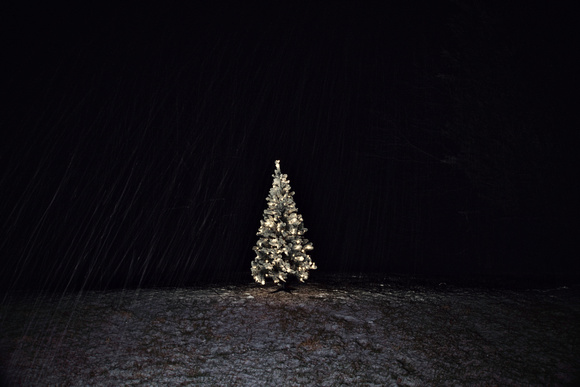 Tree in Snow 1